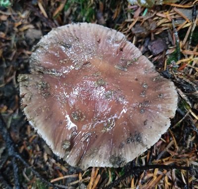 cortinarius-elatior