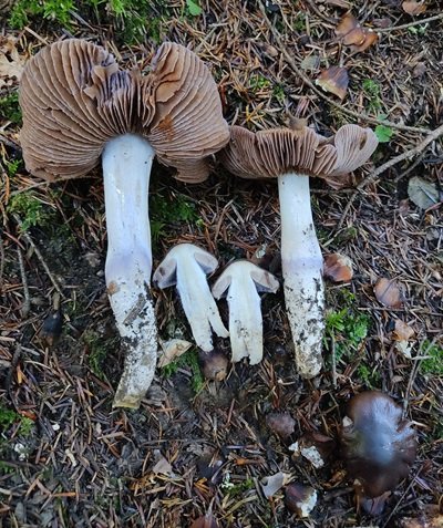 cortinarius-elatior