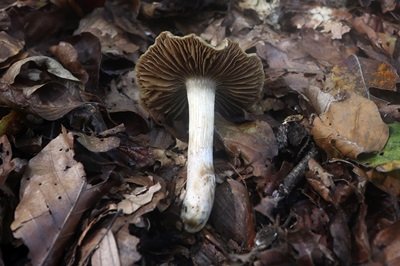 cortinarius-elatior