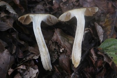 cortinarius-elatior