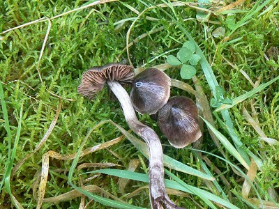 Cortinarius erythrinus