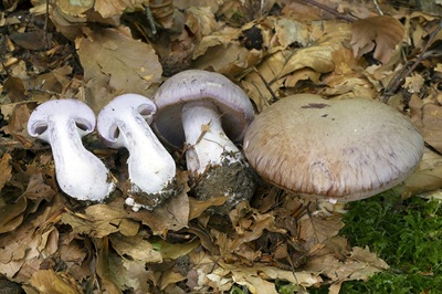 Cortinarius largus