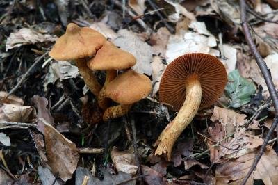 Cortinarius orellanus