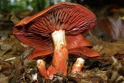 cortinarius-orellanus