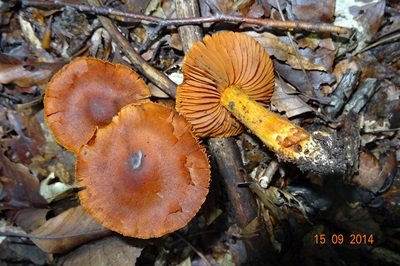 cortinarius-orellanus