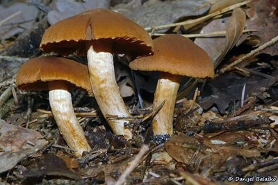 cortinarius-orellanus