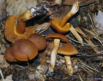 cortinarius-orellanus