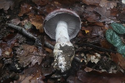 cortinarius-praestans