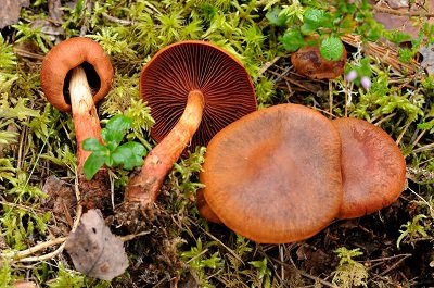 Cortinarius purpureus