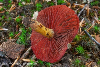 cortinarius-purpureus1