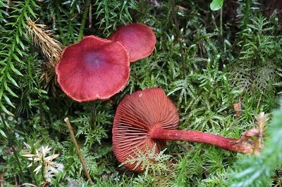 Cortinarius sanguineus