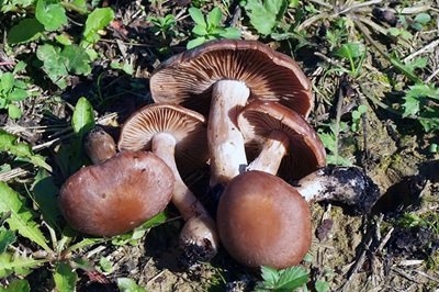 Cortinarius saturninus