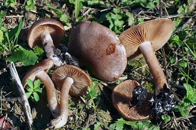 cortinarius-saturninus