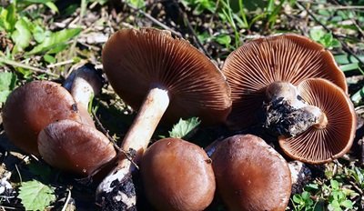 cortinarius-saturninus