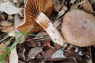 Cortinarius sebaceus