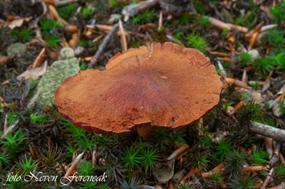 Cortinarius semisanguineus