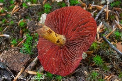 cortinarius-semisanguineus