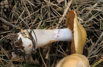 Cortinarius suillus