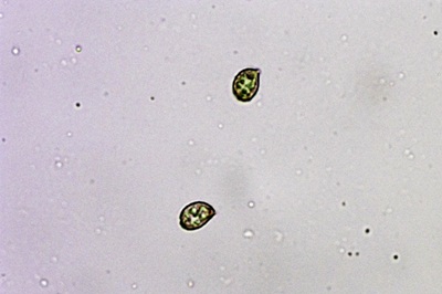 cortinarius-torvus10