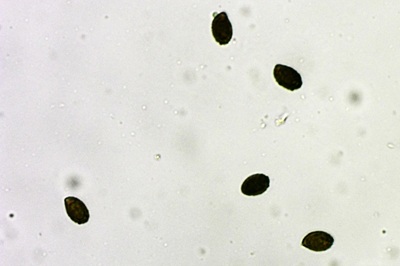 cortinarius-torvus11