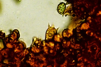 cortinarius-torvus12