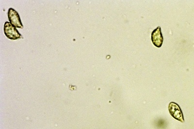 cortinarius-trivialis11