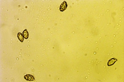 cortinarius-trivialis12