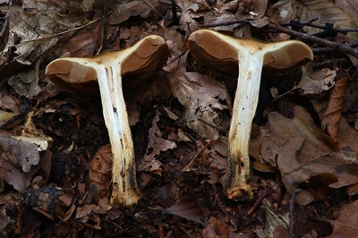 cortinarius-trivialis2