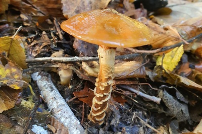 cortinarius-trivialis3