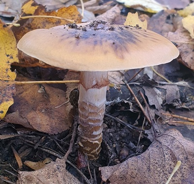 cortinarius-trivialis4