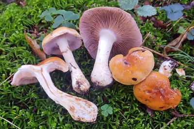 Cortinarius varius
