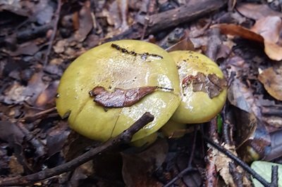 Cortinarius venetus