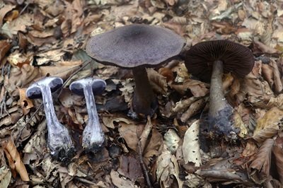 cortinarius-violaceus