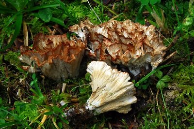 Cotylidia pannosa