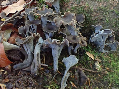 Craterellus caeruleofuscus