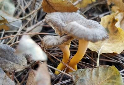 Craterellus lutescens