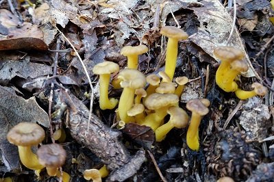 craterellus-lutescens