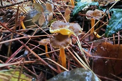 craterellus-lutescens