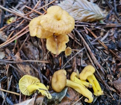 craterellus-lutescens