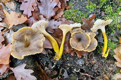 craterellus-tubaeformis3
