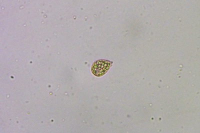 craterellus-tubaeformis9