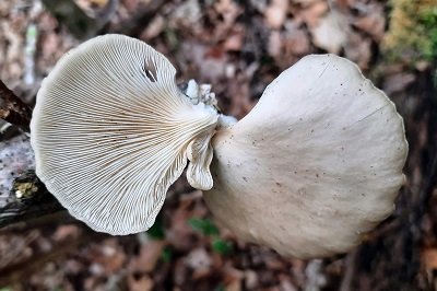 Crepidotus applanatus