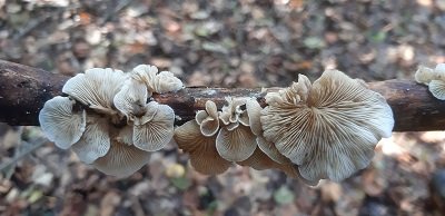 Crepidotus autochthonus