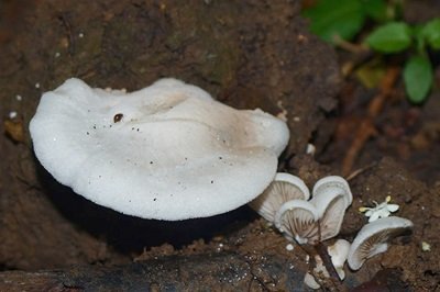 Crepidotus autochthonus