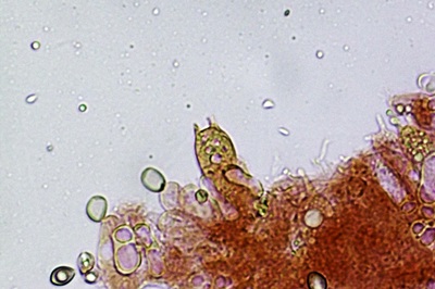 crepidotus-autochthonus10