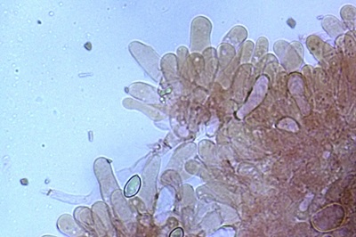 crepidotus-autochthonus11