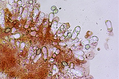 crepidotus-autochthonus12