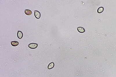 crepidotus-autochthonus9