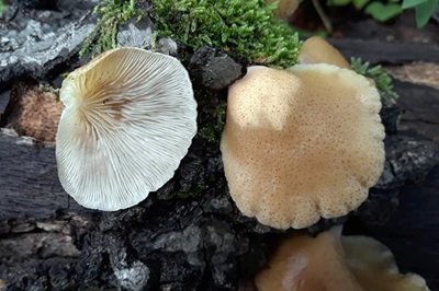 Crepidotus mollis