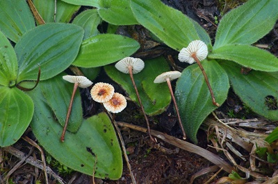 crinipellis-scabella4